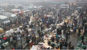 天津热带鱼批发市场在哪?星期几是鱼市?还有